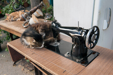 A fluffy cat sleeps next to an antique sewing machine,