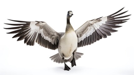 Obraz premium white goose in flight