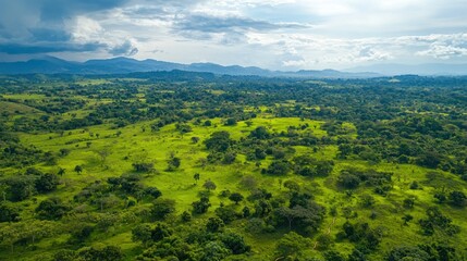 Fototapeta premium Aerial view of a lush green forest with a drone flying overhead, capturing the vast landscape below