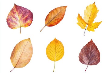Fototapeta premium Set of autumn leaves isolated in white background