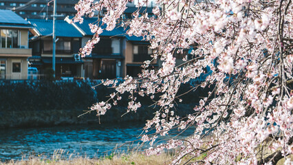 spring sakura in kyoto © Michelle