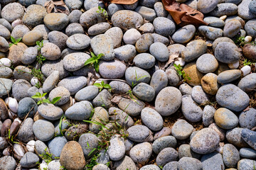 Discover the serene beauty of nature with this collection of pebble images. These photos capture the intricate textures and earthy tones of smooth stones, offering a calming visual experience.