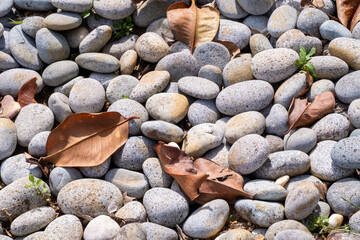 Discover the serene beauty of nature with this collection of pebble images. These photos capture the intricate textures and earthy tones of smooth stones, offering a calming visual experience.