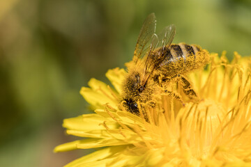 honey bee collecting pollen from a spring flower, bee on a flower, yellow pollen, pollination, Apis melifera, pollinating insect, dandelion, honeybee