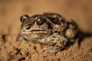 common spadefoot toad, pelobates fuscus, portrait, garlic, toad, spadefoot, sand, tailless, amphibian, eye, characteristic, closeup, frog, toad, amphibian, macro, amphibians, closeup