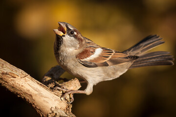 male domestic sparrow in a fighting pose, passer domesticus, male, feathers, fighting, pose, beak, pattern, wings
