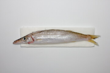 銀色の鱗が美しいカマス