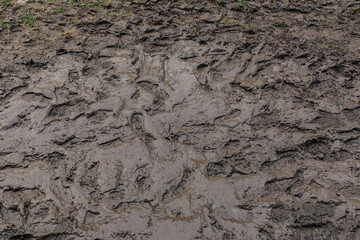 muddy ground with footprints