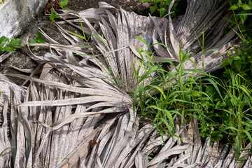 This close-up captures the intricate beauty of a dried palm leaf, showcasing its delicate texture and natural patterns. 