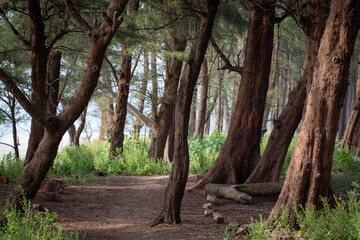 A tranquil view of Casuarina trees on Galgibag Beach, Goa, with sunlight filtering through tall branches and the soft, sandy shoreline. A peaceful and natural scene captured in coastal India.