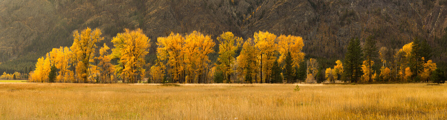 Fototapeta premium Wide landscape photo showing autumn fall tree and grassland foliage.