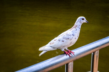 Pigeon (columba livia) stands on Railing in The Park