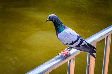 Pigeon (columba livia) stands on Railing in The Park