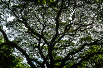 Silhouette of the Rain tree at Wat Jedyod Royal temple, Muang Chiang Mai, Chiang Mai, Northern Thailand