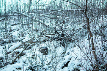 winter forest in the snow