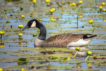 Canada Goose Swimming in a Lily Pad Pond
