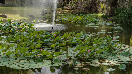 Lotuses bloom in an ornamental pond. Beautiful pink flower buds on long stems. Green leaves on the surface of the water. The fountain jet is in the center. Boulders on the lawn. Malaysia. Borneo