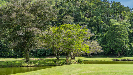 A tropical park. The green grass on the lawn is trimmed. Sprawling trees grow on the shore of the pond. The forest on the hill. The blue sky. Malaysia. Borneo. Kota Kinabalu.