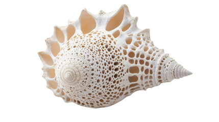 Obraz premium Seashell transparent background