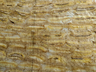 Detailed close-up of banana bark texture, showcasing unique patterns and warm earthy colors. Ideal for backgrounds, design elements, or eco-themed projects. 