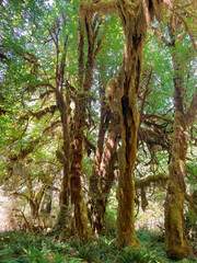 Hoh Rainforest in Olympic National Park