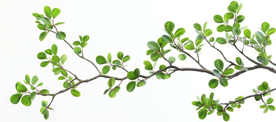 berry branch leaves on white background 30