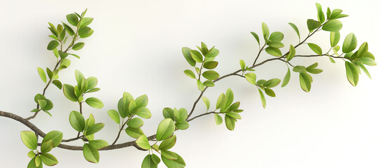 Obraz premium berry branch leaves on white background 27