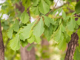 Oak branches with green and yellow leaves in autumn park.