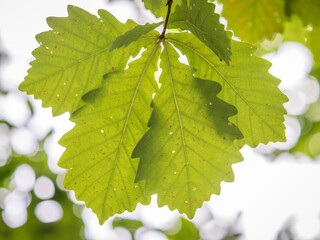 Oak branches with green and yellow leaves in autumn park.