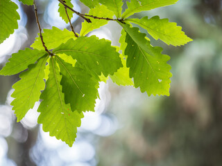 Oak branches with green and yellow leaves in autumn park.