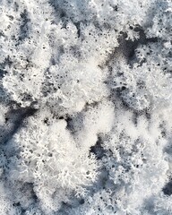 A close-up view of white, textured lichen resembling coral formations.