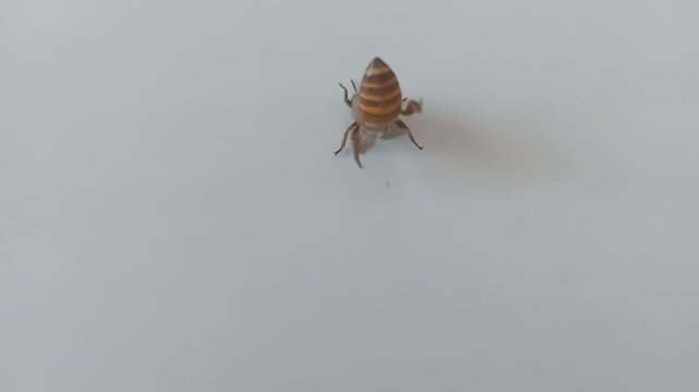Honey bee (Anthophila) or Apis mellifera Linnaeus 05
