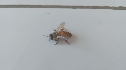 Honey bee (Anthophila) or Apis mellifera Linnaeus 02