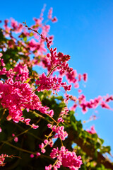 Pink Climbing Flowers Against Blue Sky in Botanical Conservatory Eye Level