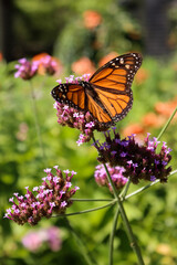 Tranquil Elegance: A Monarch’s Throne