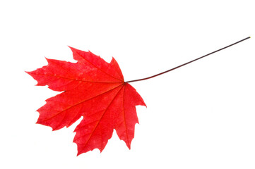 red maple leaf isolated on white background