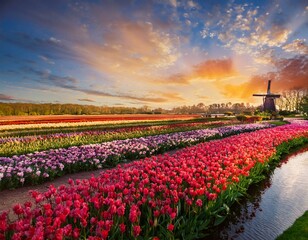 Tulip bloom in Keukenhof Flower Garden, the largest tulip park in the world. Colorful blooming fields and flower alleys, The Netherlands, Holland, Lisse, Europe. 