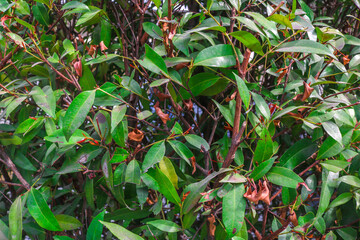 Fototapeta premium Close up leaves of Red Shoots (Syzygium myrtifolium), an anti-pollution plant and ornamental plant with bright red leaves.