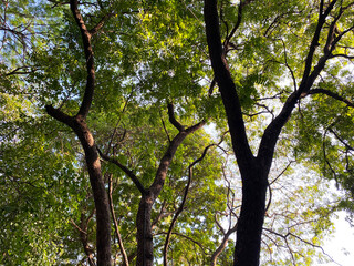 lush foliage creates a tranquil, shaded atmosphere, filtering the sunlight and offering a sense of protection from the open sky above.






