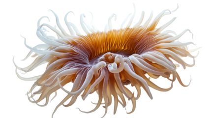 Sea anemone with flowing tentacles transparent background