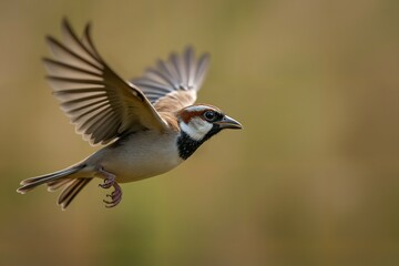 Tree Sparrow bird with brown , white, black, and orange in Flight - Wildlife Photography