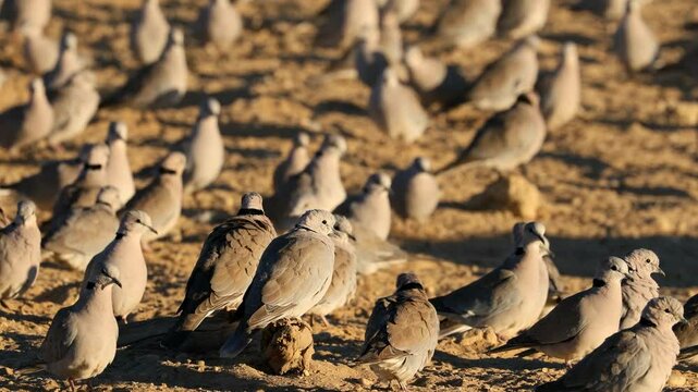 Large flock of Cape turtle doves (Streptopelia capicola) in natural habitat, Kalahari desert, South Africa