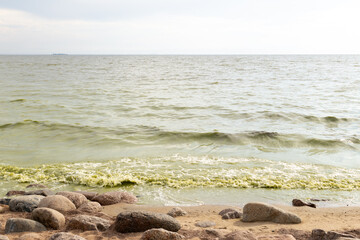 Waves gently break against the rocky shoreline, with vibrant green, flower-filled waters adding a touch of life. A serene summer coastline showcases the beauty of nature in a calm and tranquil setting