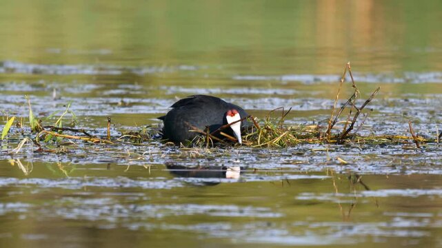 A red-knobbed coot (Fulica cristata) building a nest in a pond, South Africa