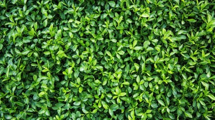 Green lawn with fresh grass outdoors. Nature spring grass background texture. - ai