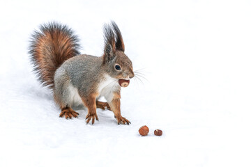 red squirrel sitting on snow with nut. closeup view.