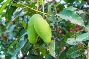 Close up of Fresh green Mangoes hanging on the mango tree in tropical fruits garden in Thailand,Agricultural industry concept,Summer fruit garden orchard or little forest.