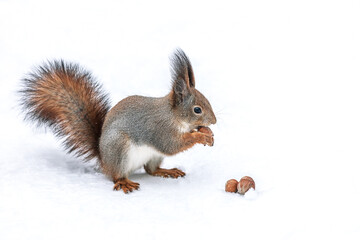 red squirrel costs on snow in winter park and eats a nut.