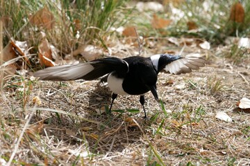 Closeup of wild magpie bird, Colorado