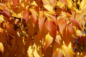 Orange ash tree leaves in the fall, Colorado